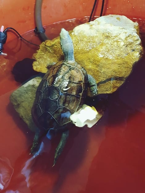 A close-up of a sea turtle entangled in plastic waste in the ocean, highlighting the devastating impact of plastic pollution on marine life.