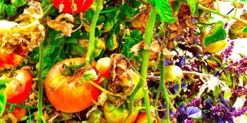 Reduce Food Waste: A Step-by-Step Guide to Home Composting - Cover Image