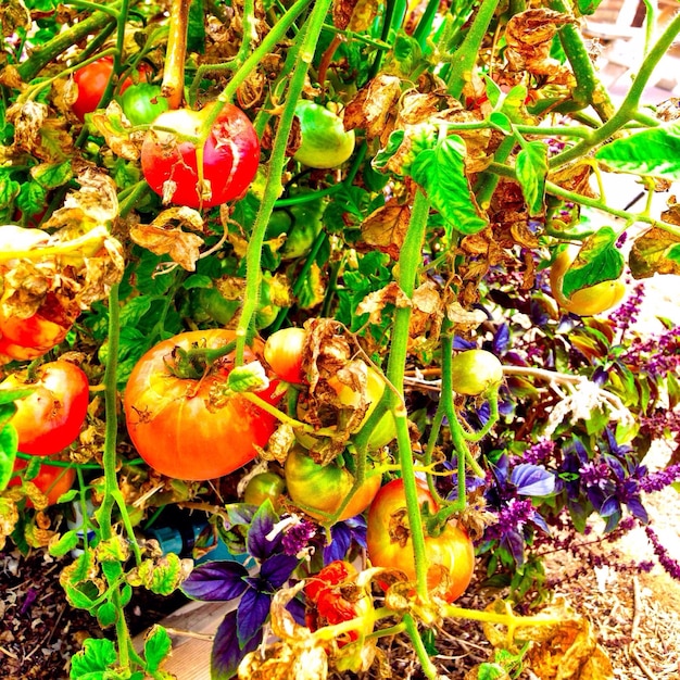 Reduce Food Waste: A Step-by-Step Guide to Home Composting