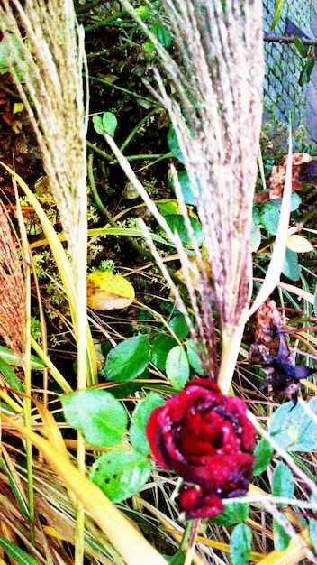 Eco-Friendly Landscaping: Your Guide to a Green Yard
