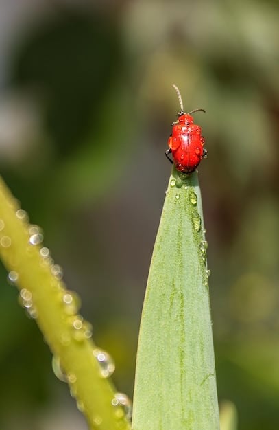 A ladybug on a leaf in an eco-friendly garden, demonstrating natural pest control and biodiversity preservation.