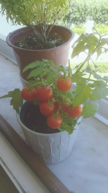 A small but thriving vegetable garden on a balcony, featuring various plants like tomatoes, lettuce, and herbs. A compost bin is also visible in the corner.